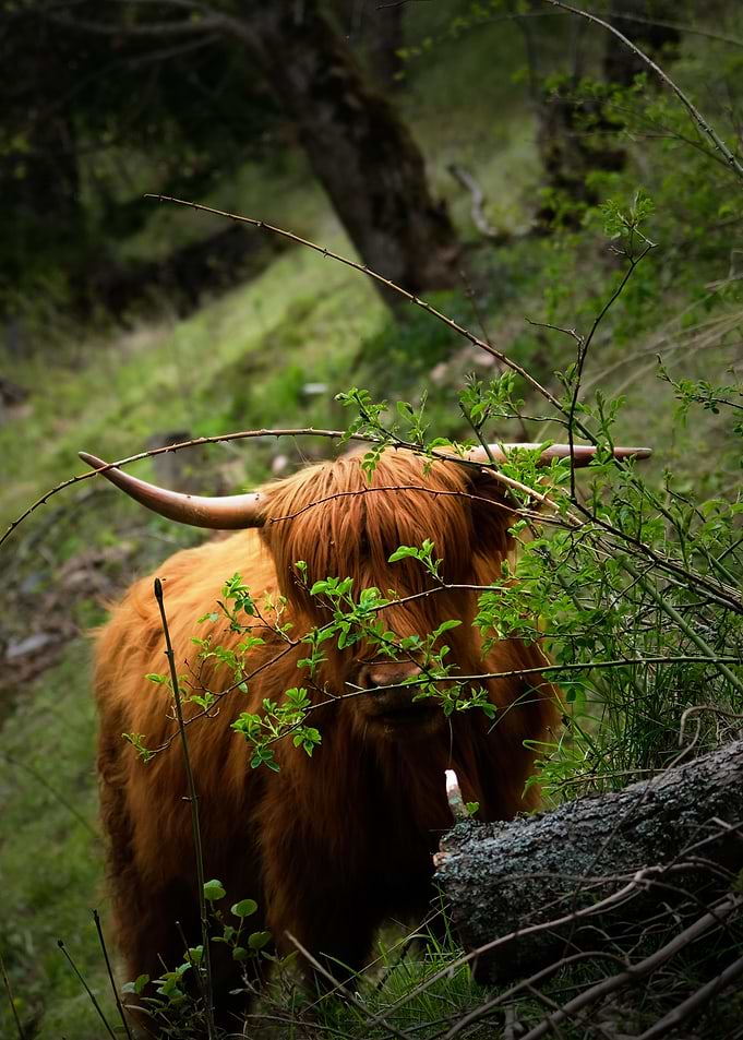 Princess of Highlands 2