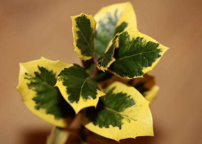 Ilex aquifolium close up