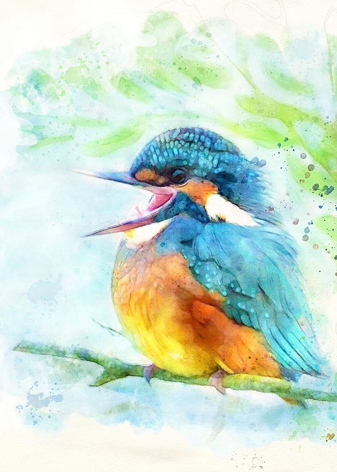 Cute Kingfisher