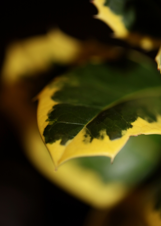 Ilex green leaves close up