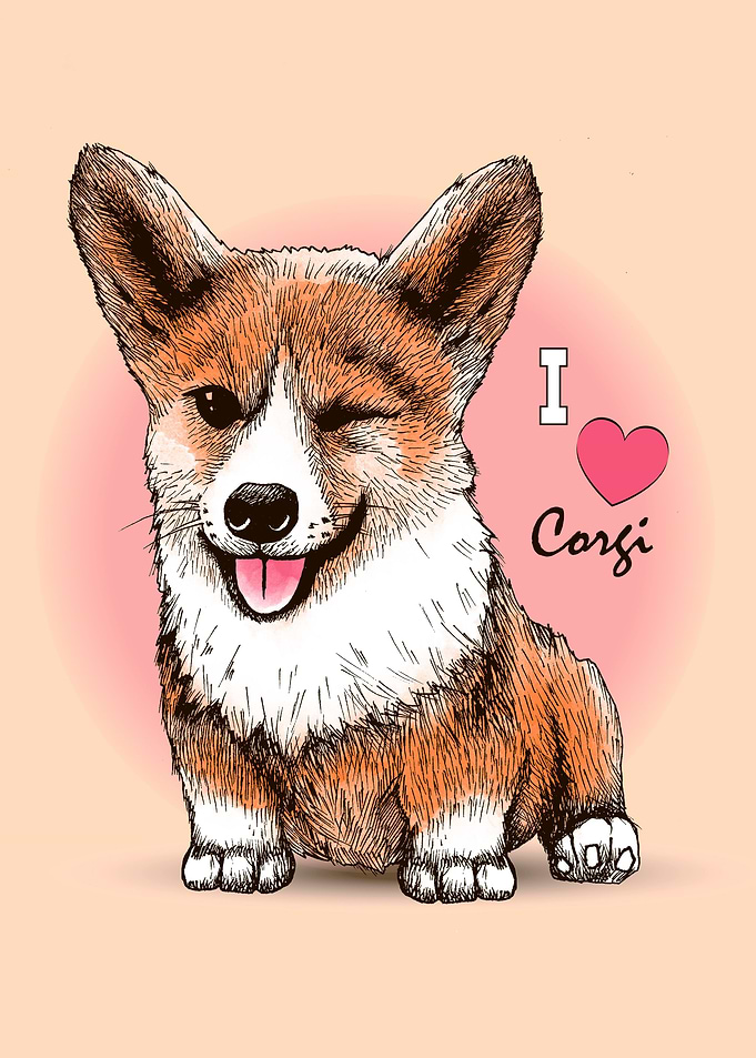 Corgi dog