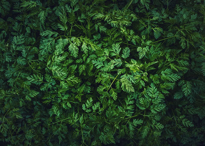 parsley plants texture