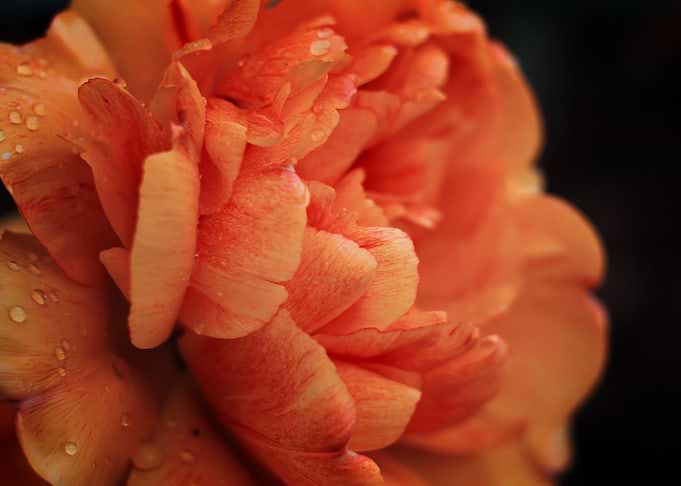 Orange tulip and drops