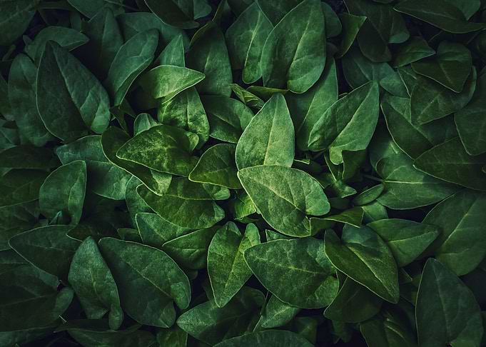 green leaves texture