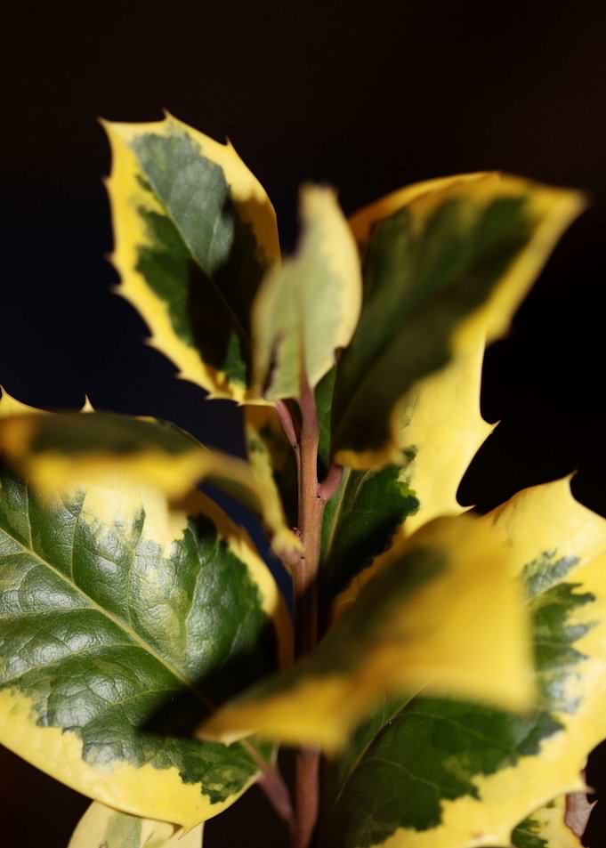Ilex aquifolium close up