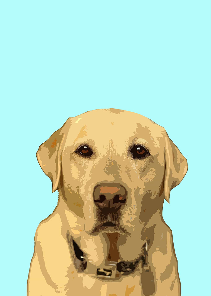 Labrador