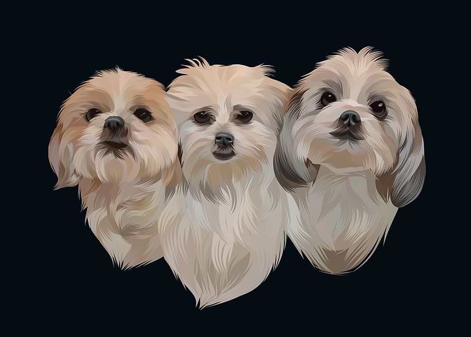Pet Dog