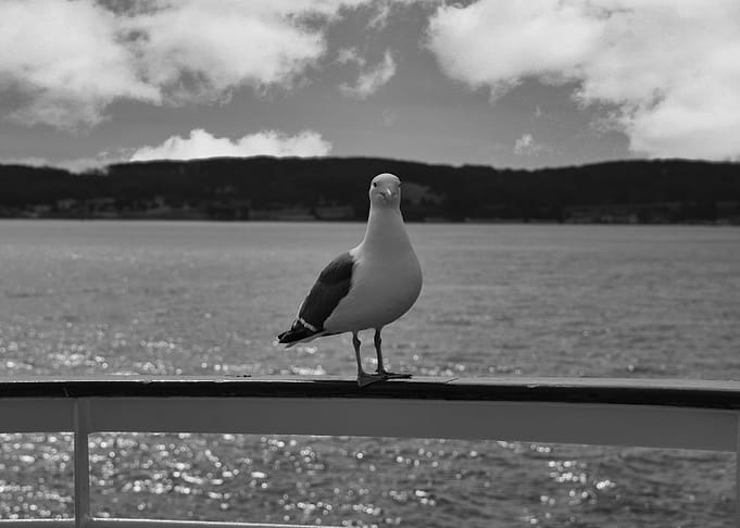 Bird