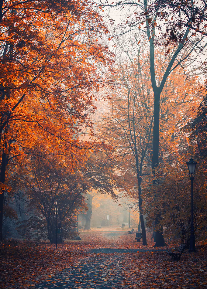 Autumn path, trees, forest