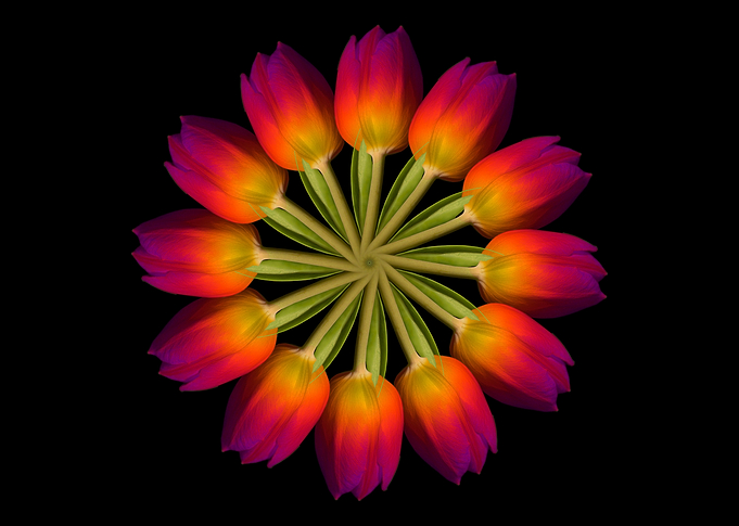 Tulips in a Circle