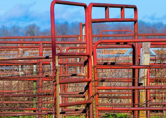 Red Fence on the Farm