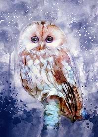 Brown Owl
