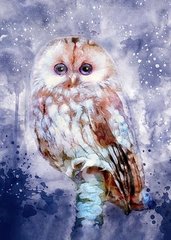 Brown Owl