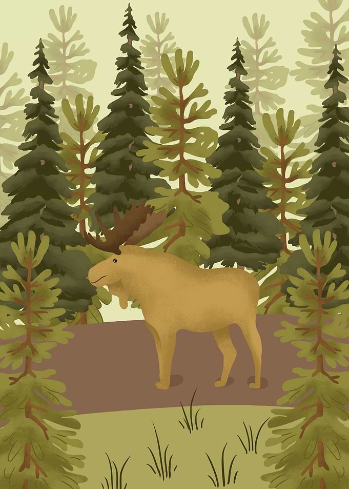 Moose Animals