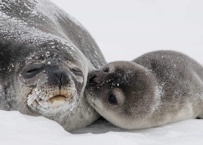 Sealed with a kiss