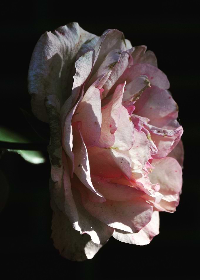 Garden Flower Rose