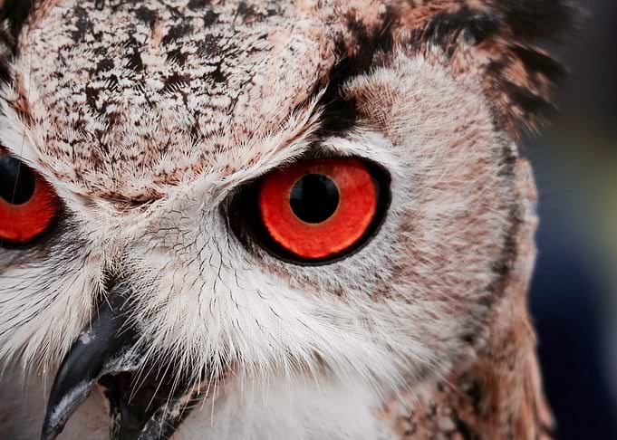 Wisdom of an Owl
