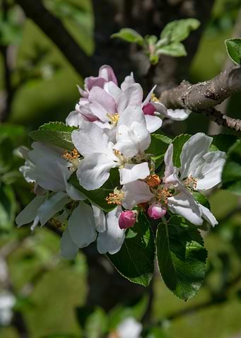 apple flower