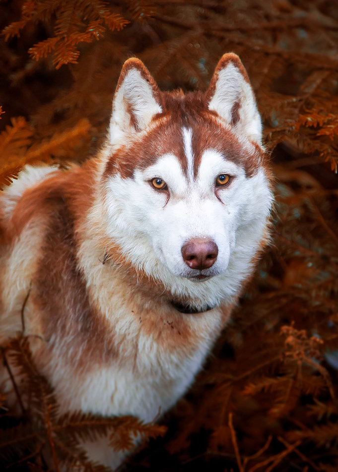 Red Husky