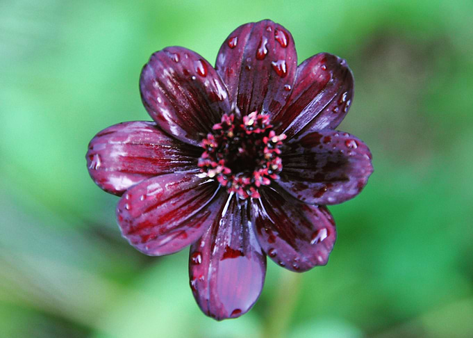 Garden Flower Gardening