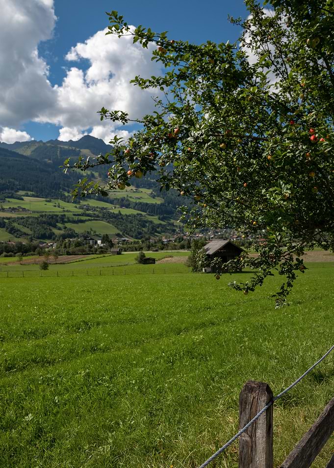 apple tree