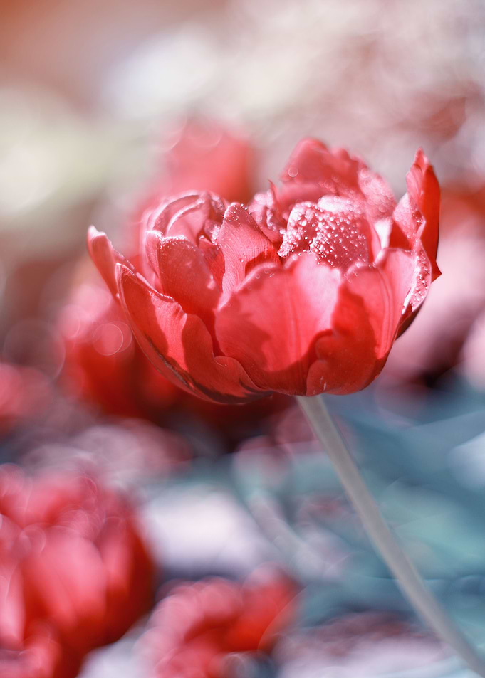 Tulip in the rain drops