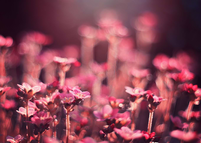 Spring pink flowers,macro