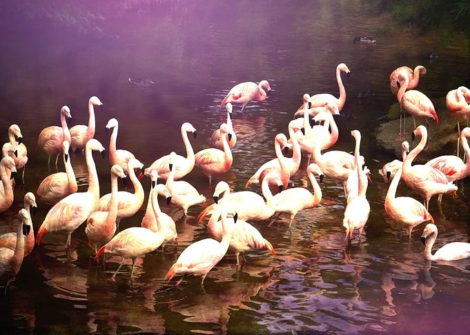 Flamingo Magic