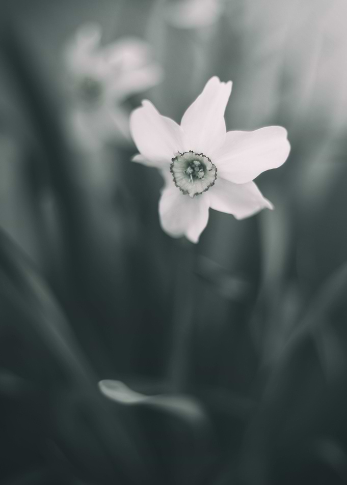 White daffodil, macro