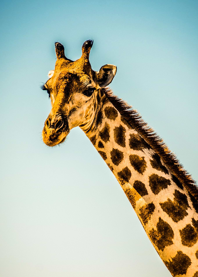 Giraffe African Animal