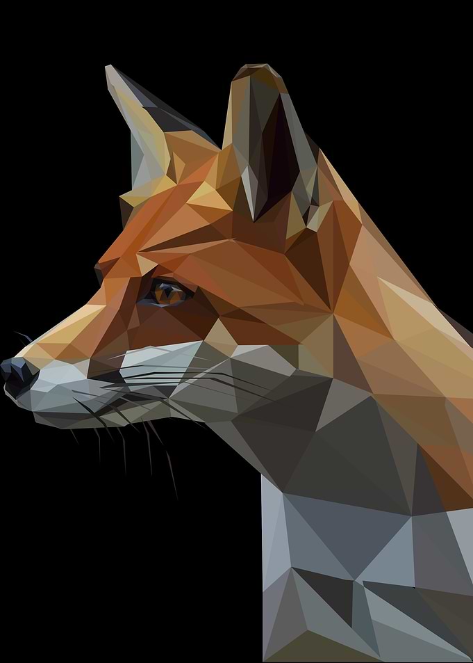 wild fox