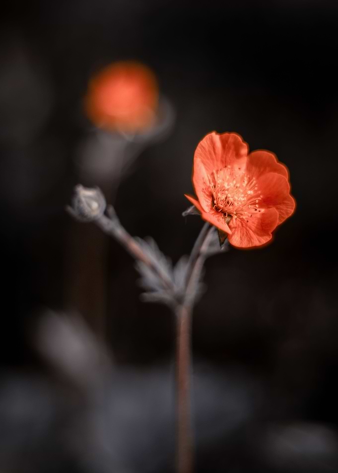 Orange little flowers