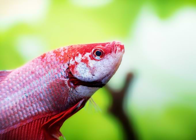 Siamese fighting fish
