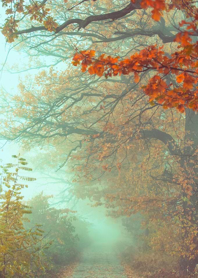 Autumn misty path in park