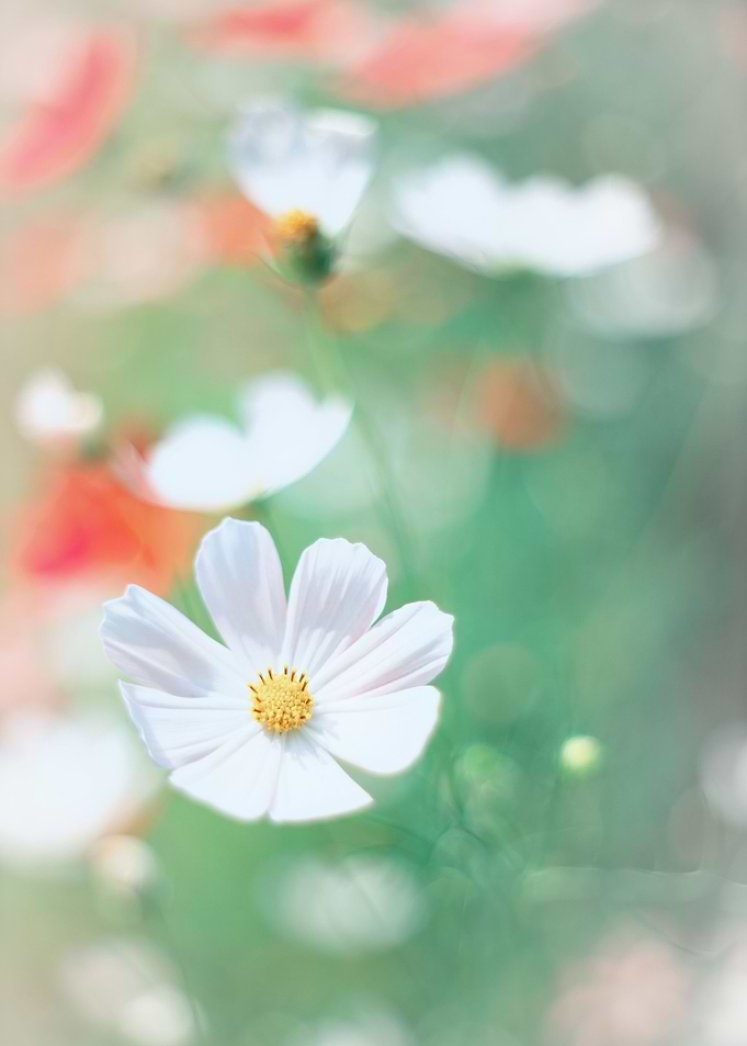 White flower, garden,macro
