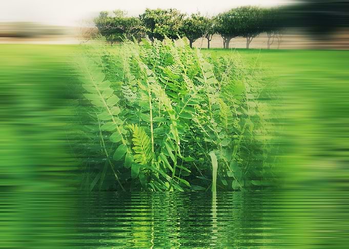 Pond weird reflection blur