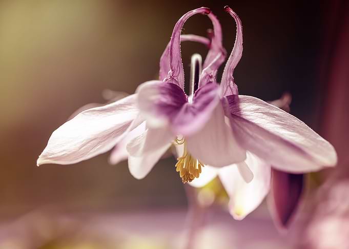 Pink flowers, macro,meadow