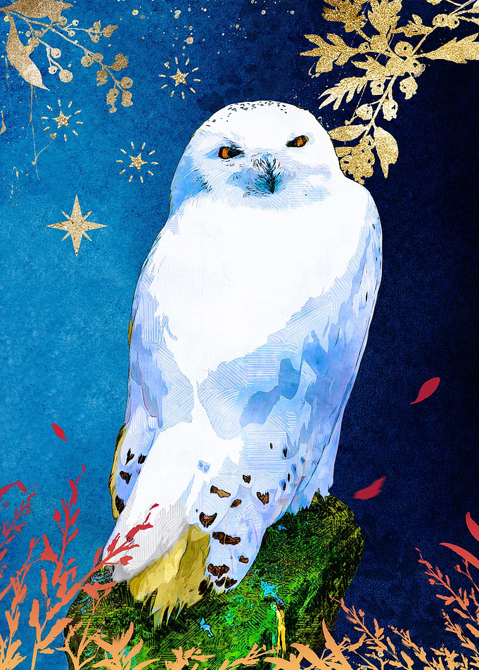 Snowy Owl