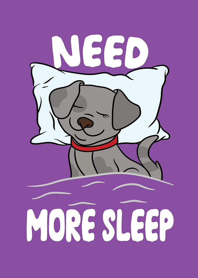 Dog Need more Sleep