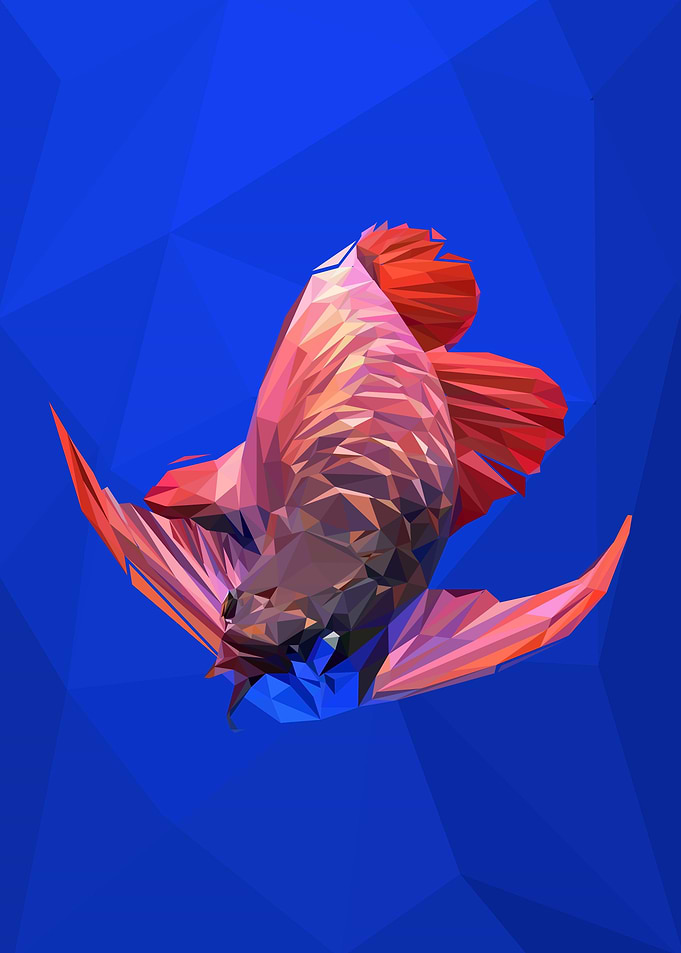 arowana fish