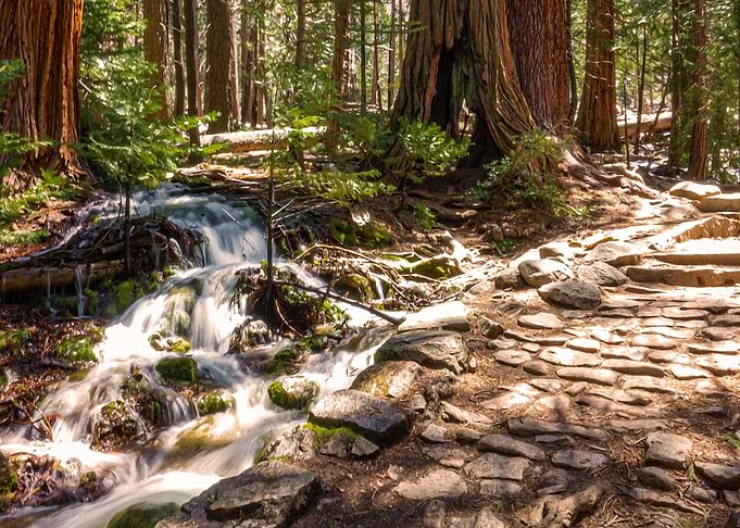 A Walk Through the Woods