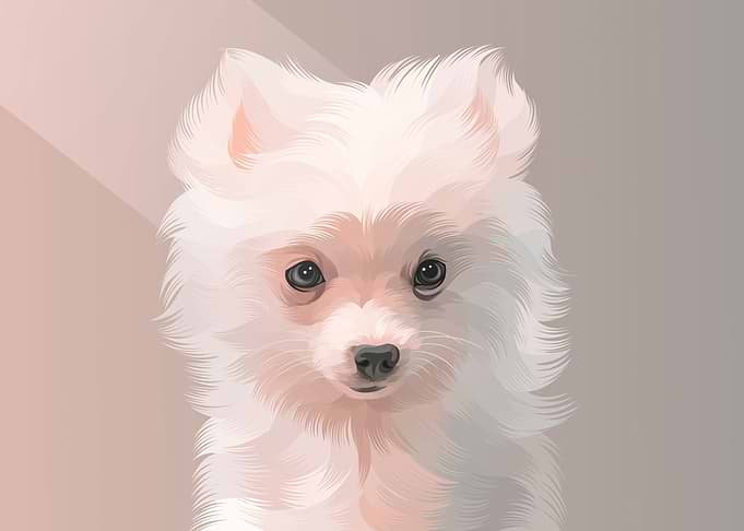 Japanese Spitz