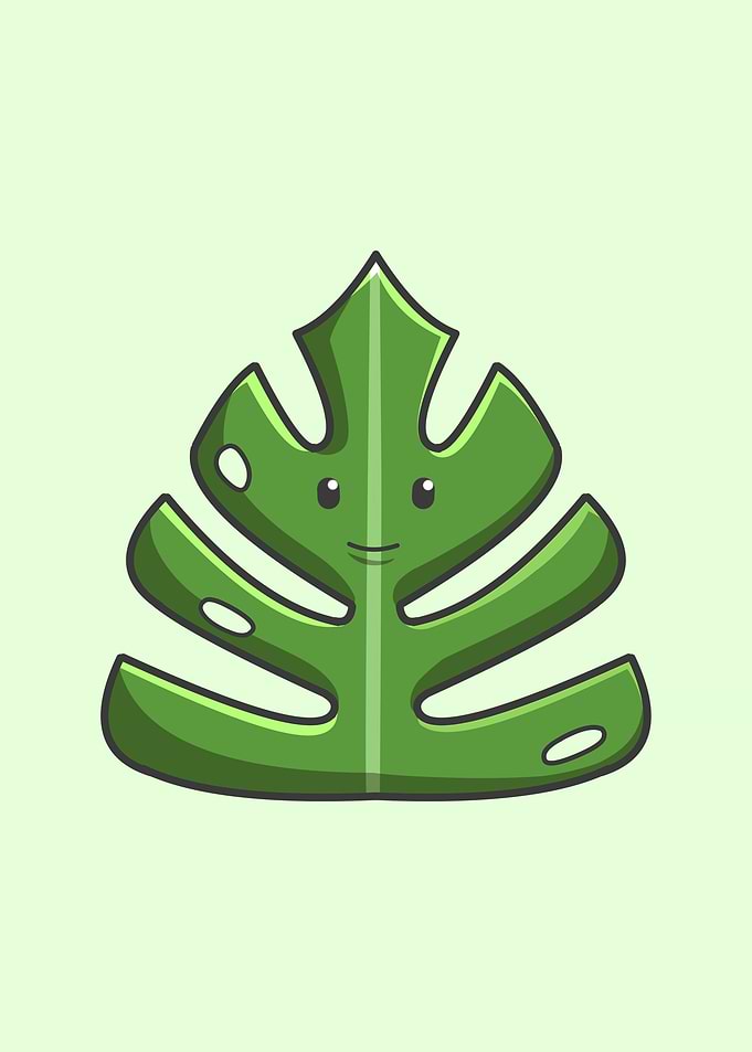 Monstera Kawaii