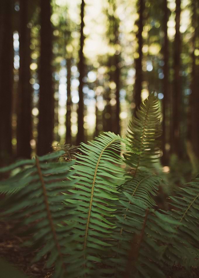 Redwood Forest Fern