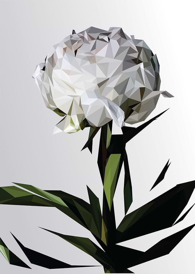 jasmine