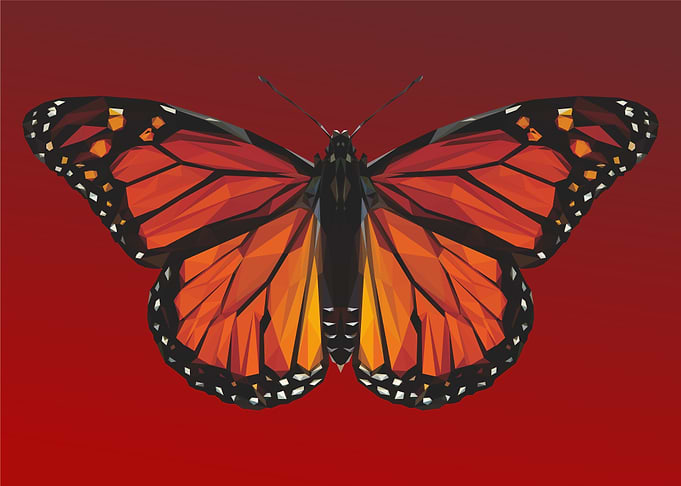 butterfly