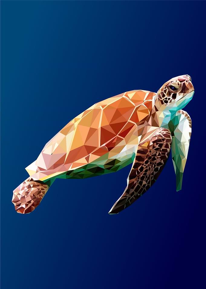 tortoise