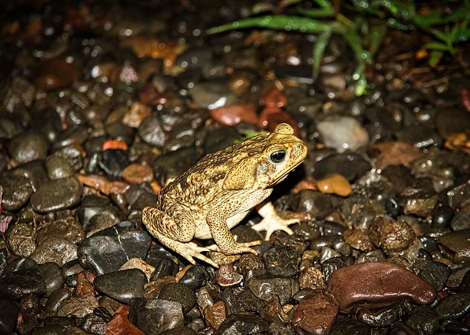 Frog