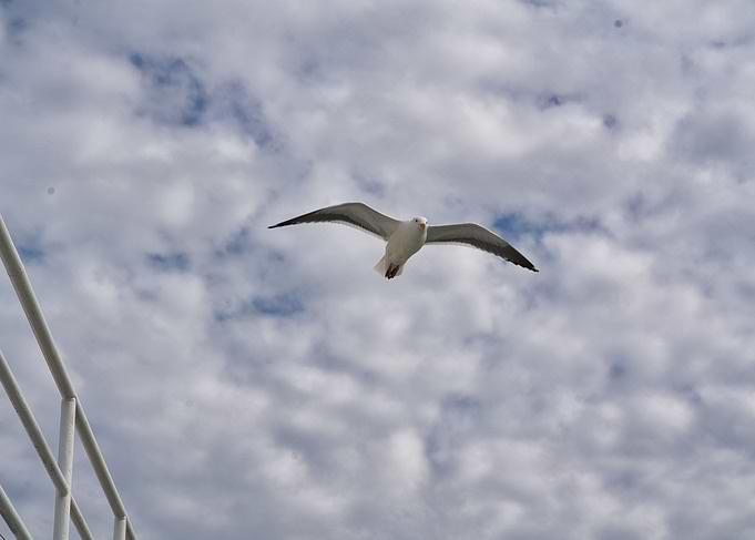 Bird