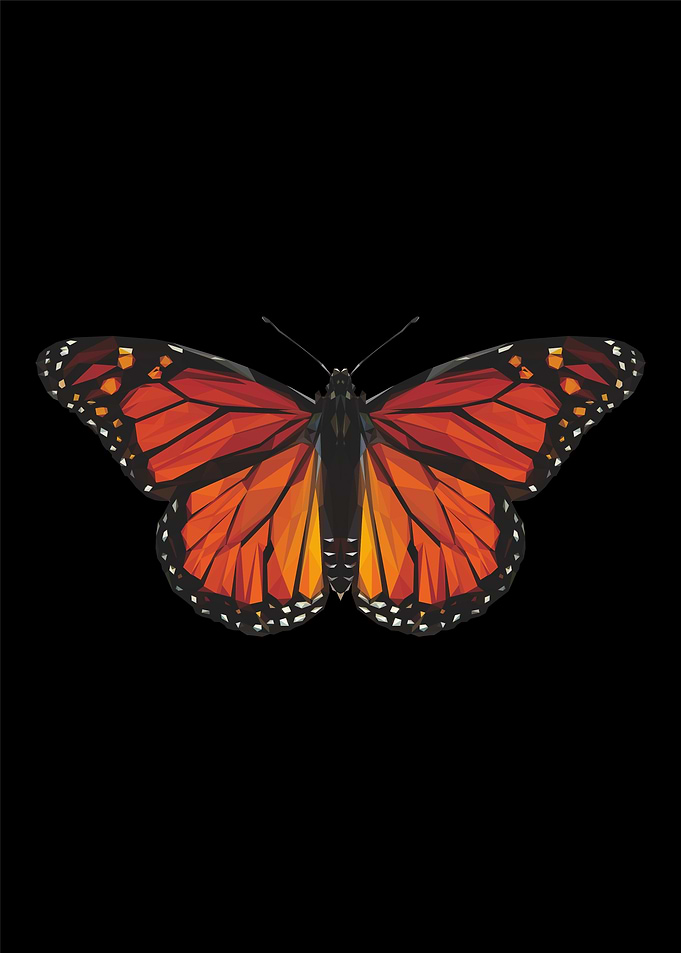 butterfly